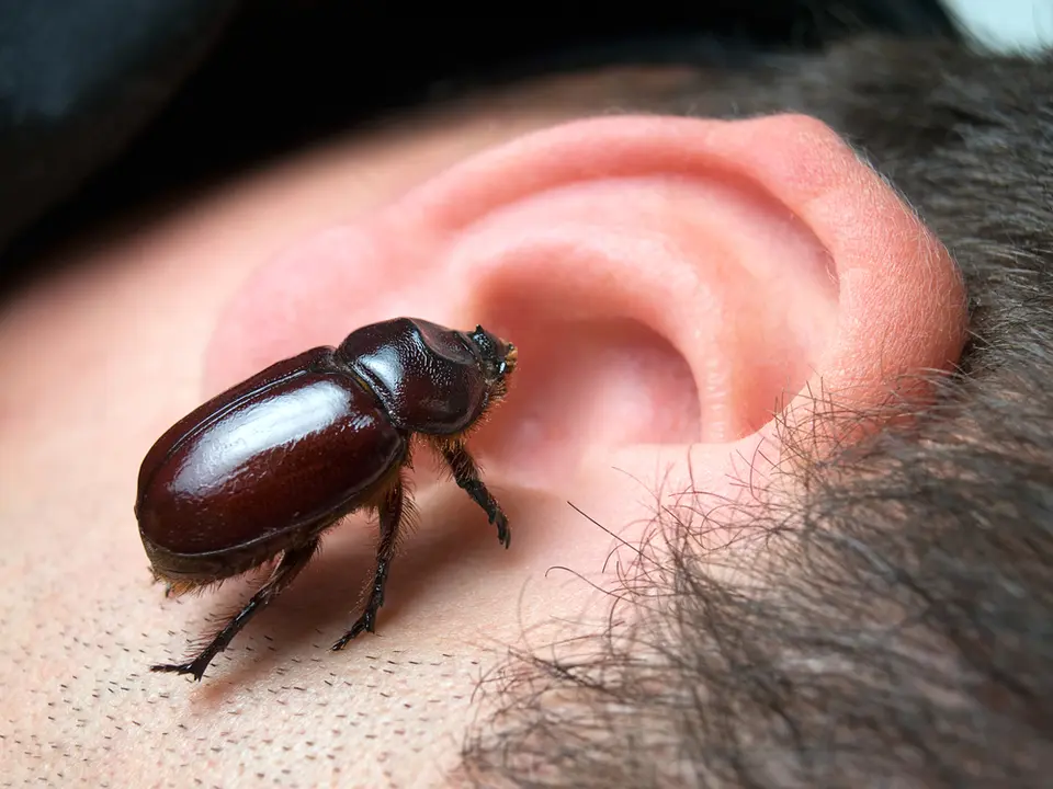 Insect near the ear